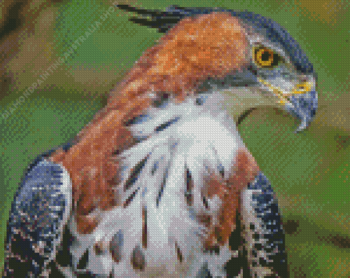 Ornate Hawk Eagle Bird Diamond Painting