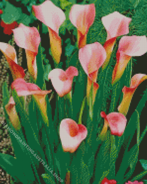 Pink Calla Lily Flowering Diamond Painting