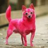 Pink Chihuahua Diamond Painting