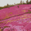 Pink Field Diamond Painting