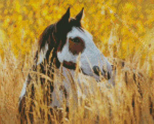 Pinto Horse Diamond Painting