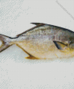 Pompano Fish in Ice Diamond Painting