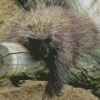 Porcupine Sleeping Diamond Painting