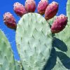 Prickly Pears Diamond Painting