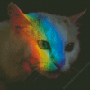 Rainbow Reflection Cat Diamond Painting