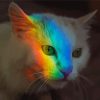 Rainbow Reflection Cat Diamond Painting