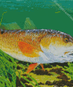 Red Drum Fish Underwater Diamond Painting