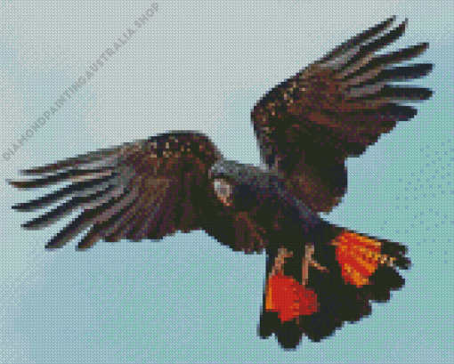 Red Tailed Black Cockatoo Wings Diamond Painting