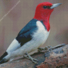 Red Woodpecker Diamond Painting