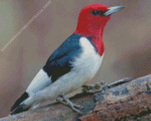 Red Woodpecker Diamond Painting