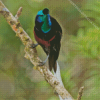 Ribbon Tailed Astrapia Diamond Painting