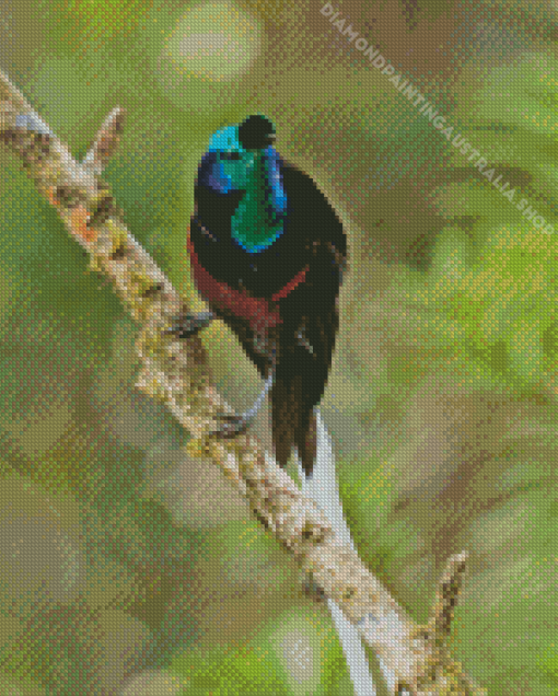 Ribbon Tailed Astrapia Diamond Painting