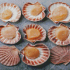 Scallops Seafood Diamond Painting