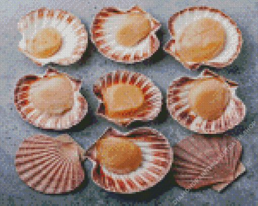 Scallops Seafood Diamond Painting