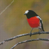 Scarlet Robin On Stick Diamond Painting