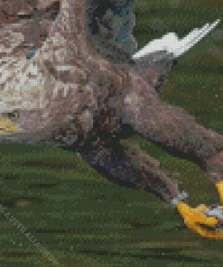 Sea Eagle Catching Fish Diamond Painting