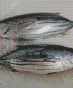 Skipjack Shad Fishes Diamond Painting