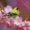 Spring Goldfinch Bird Diamond Painting