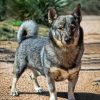 Swedish Vallhund Diamond Painting