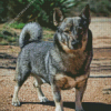 Swedish Vallhund Diamond Painting