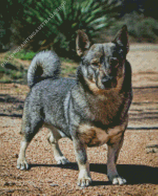 Swedish Vallhund Diamond Painting