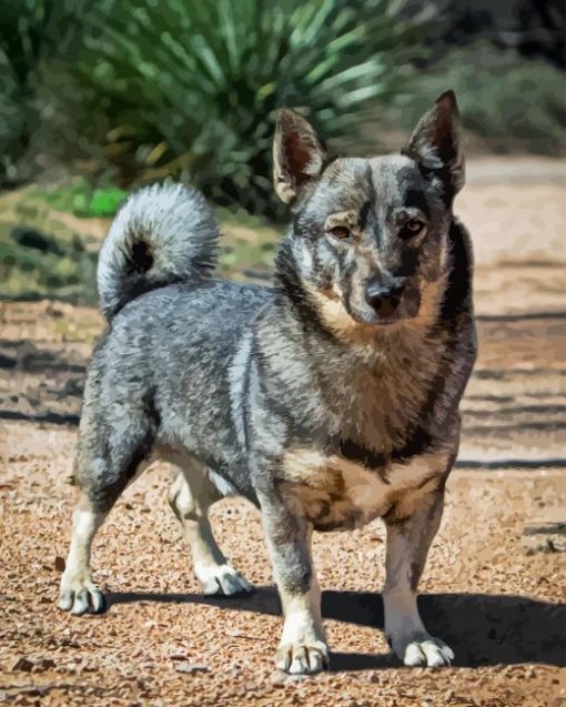 Swedish Vallhund Diamond Painting