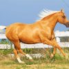 Tan Horse Diamond Painting