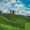 Tea Fields Diamond Painting