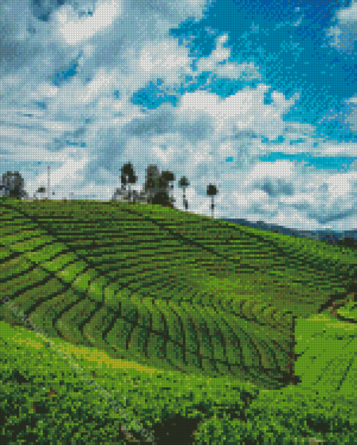 Tea Fields Diamond Painting