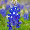 Texas Bluebonnets Flower Diamond Painting