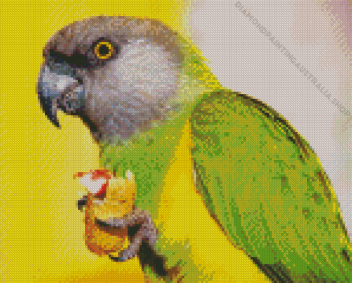 The Senegal Parrot Diamond Painting