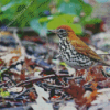 Thrush Bird Diamond Painting