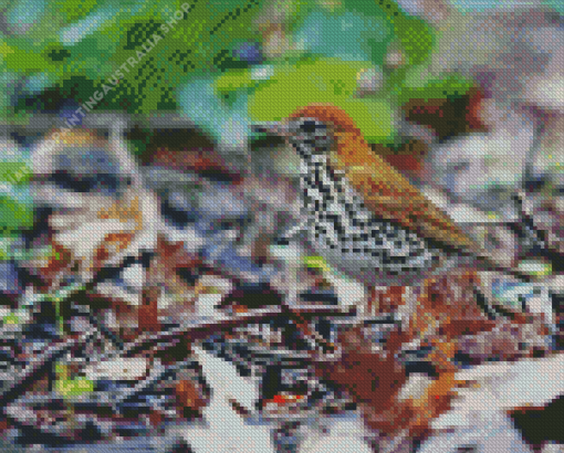 Thrush Bird Diamond Painting