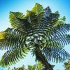 Tree Fern Diamond Painting