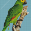 Turquoise Fronted Amazon Bird Diamond Painting