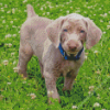 Weimaraner Puppy Diamond Painting