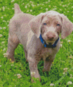 Weimaraner Puppy Diamond Painting