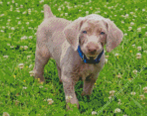 Weimaraner Puppy Diamond Painting