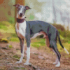 Whippet Dog Diamond Painting