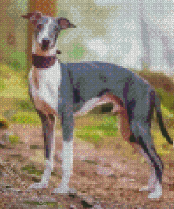 Whippet Dog Diamond Painting