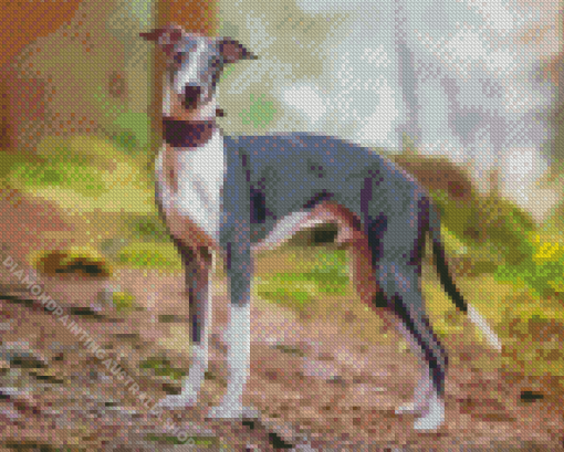 Whippet Dog Diamond Painting