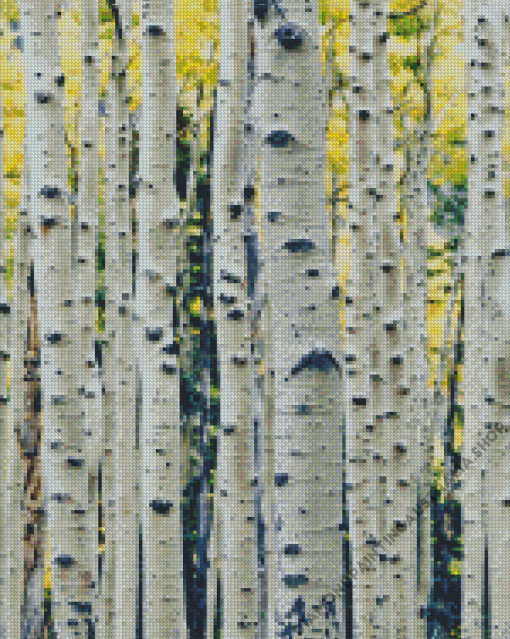 White Birches Diamond Painting