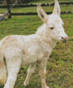 White Little Donkey Diamond Painting