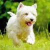 White Scottish Highland Terrier Diamond Painting