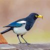 Yellow Billed Magpie Diamond Painting