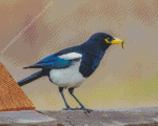 Yellow Billed Magpie Diamond Painting