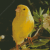 Yellow Canary On Tree Diamond Painting