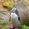 Yellow Eyed Penguin Diamond Painting