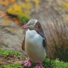 Yellow Eyed Penguin Diamond Painting