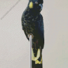 Yellow Tailed Black Cockatoo Diamond Painting